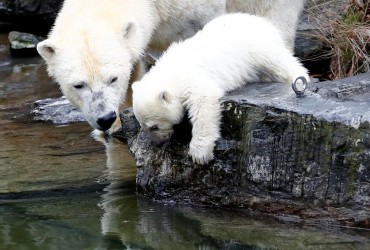 Белые медведи могут вымереть до 2100 года