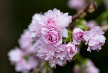 Сезон цвітіння сакури в Токіо досягнув апогею (фоторепортаж)