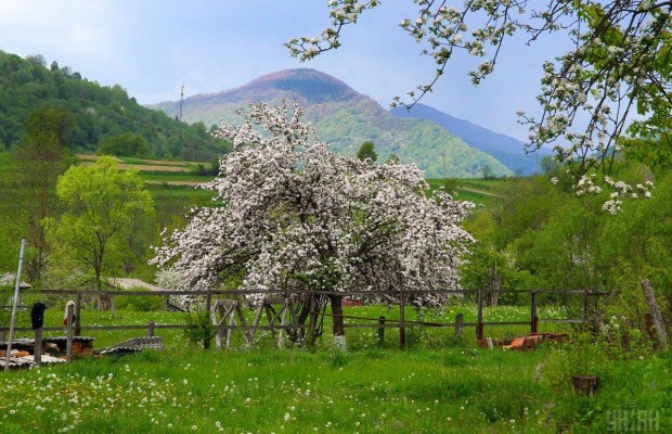 Досвідчені дачники завжди роблять це з яблунею саме в січні: врожаю буде в 3 рази більше