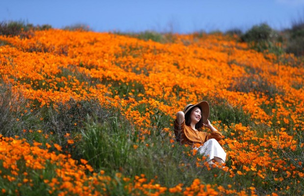Біля Лос-Анджелеса поля стали помаранчевими через цвіт маку (відео)