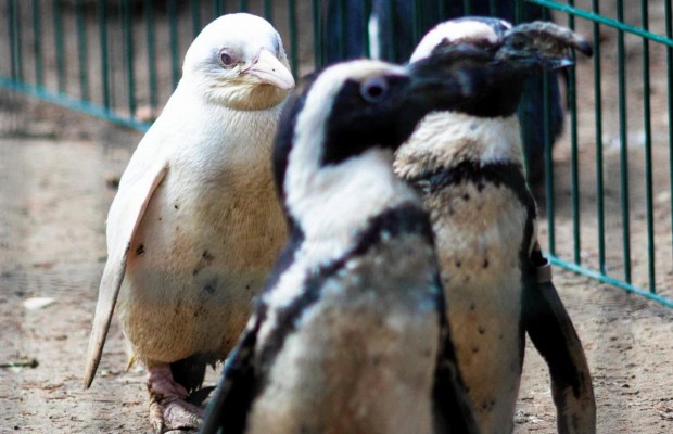 В зоопарку польського Гданська відбувся дебют рідкісного пінгвіна-альбіноса (відео)