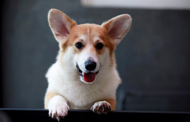 В Таиланде появилось корги-кафе (фото, видео)