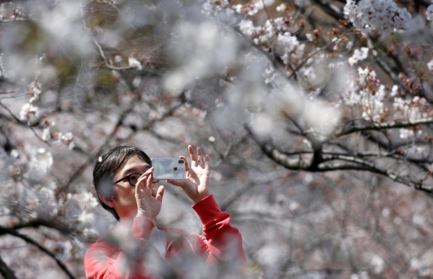 За сезон цвітіння сакури Японія отримала прибутків на мільярди доларів (відео)