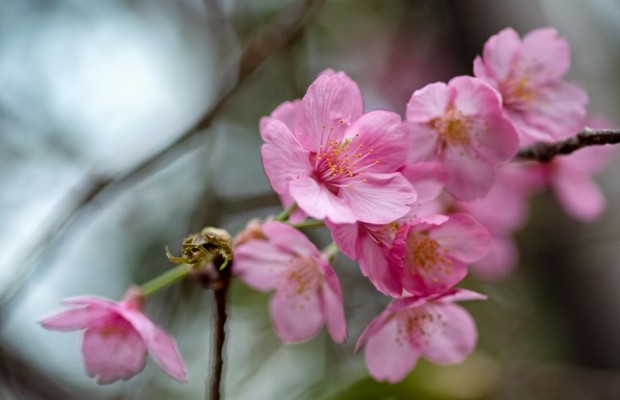 С приходом тепла в Виннице зацвели розовые сакуры (видео)
