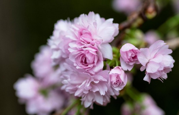 Сезон цветения сакуры в Токио достиг апогея (фоторепортаж)