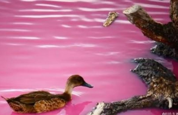 Рожева мрія: в Австралії звичайне озеро перетворилося на справжню казку (відео)
