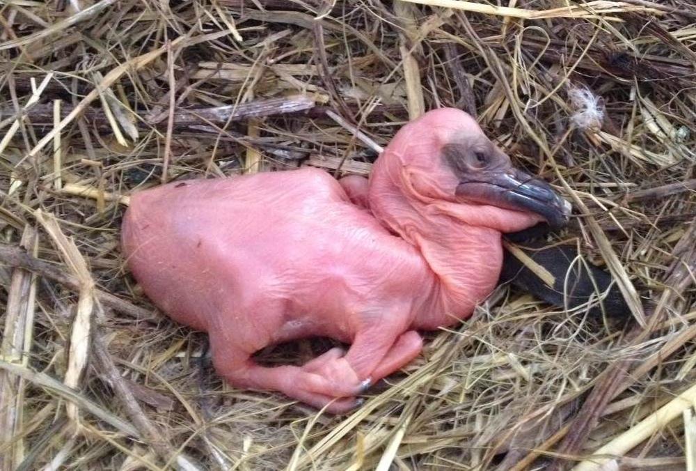 Малюк вилупився абсолютно рожевим \ zoo.kharkov.ua Малюк вилупився абсолютно рожевим \ zoo.kharkov.ua