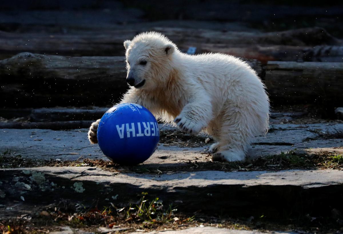 Baby polar bear playing with ball in German zoo - UNIAN Photoreport