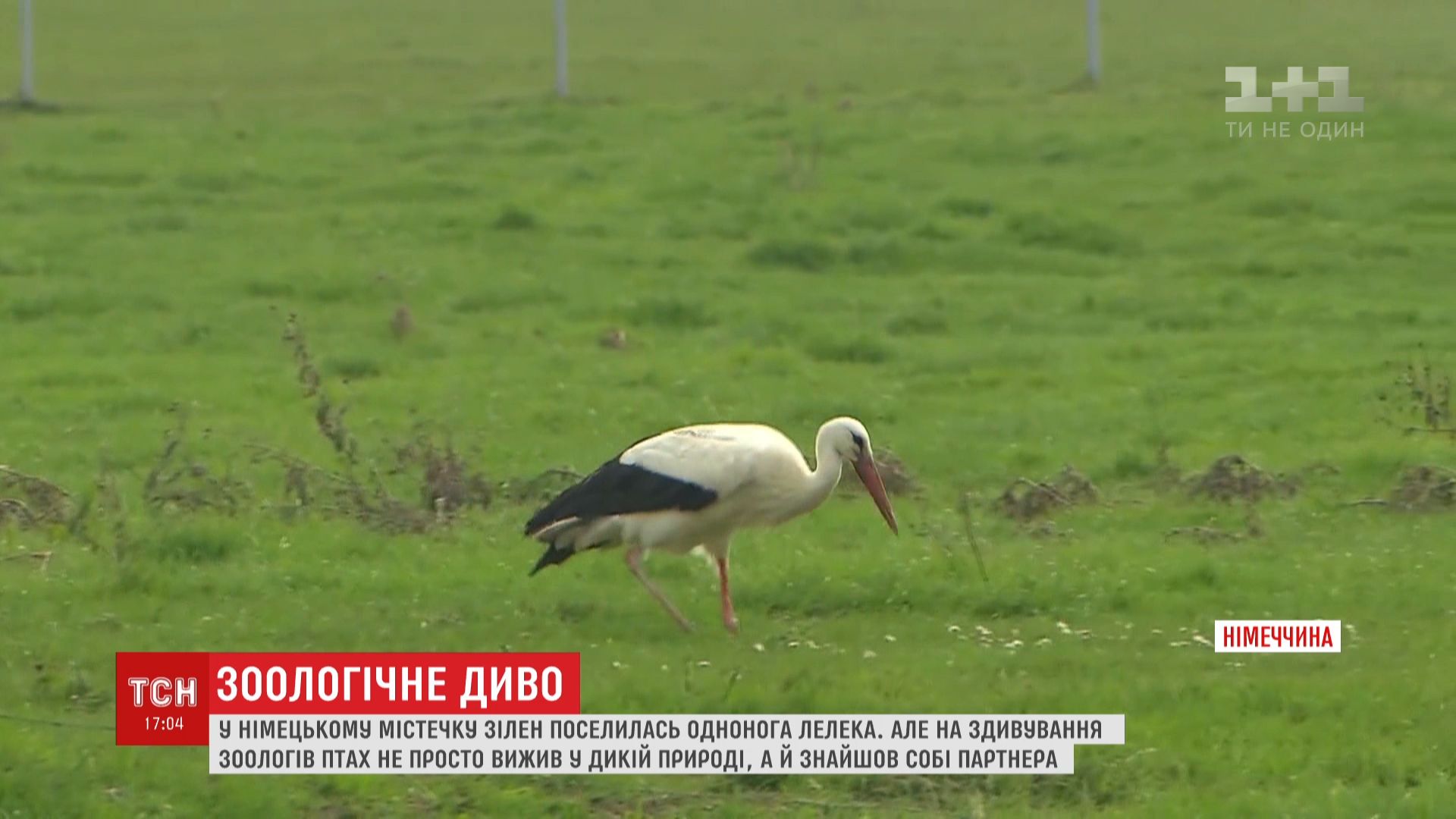 Равновесие во время движения аист держит с помощью крыльев / скриншот Равновесие во время движения аист держит с помощью крыльев / скриншот