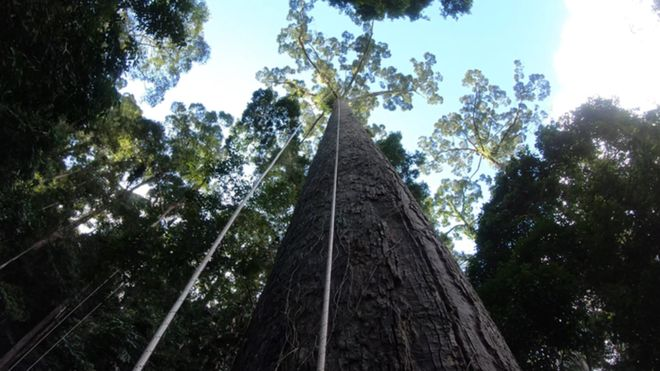 Ученые нашли самое высокое тропическое дерево в мире / фото UNDING JAMI