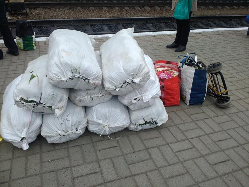 На Тернопільщині невідомі нарвали 13 мішків червонокнижної рослини / фото прес-служба обласної екоінспекції На Тернопільщині невідомі нарвали 13 мішків червонокнижної рослини / фото прес-служба обласної екоінспекції