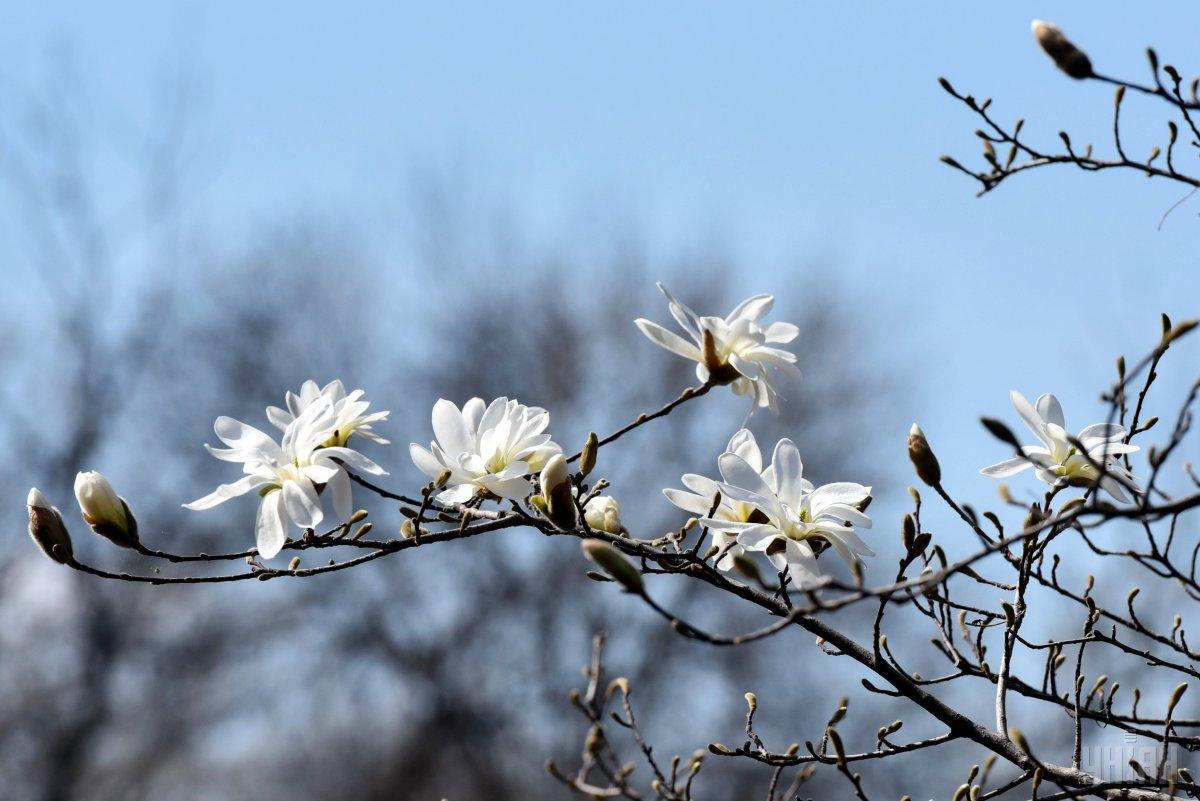 4 апреля в Киеве будет тепло и сухо / Фото УНИАН 4 апреля в Киеве будет тепло и сухо / Фото УНИАН