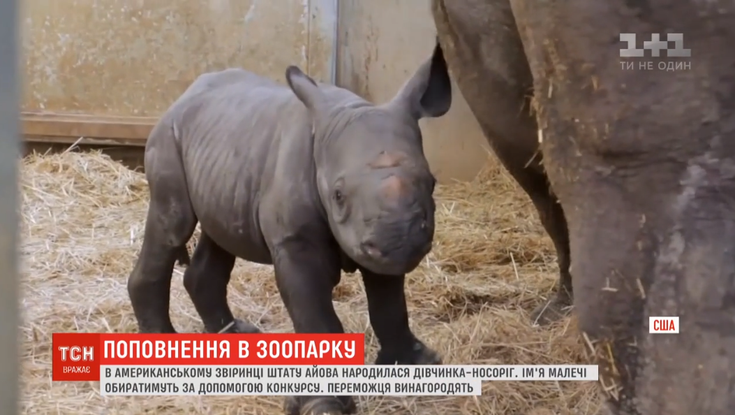 В американском зверинце в семье редких африканских носорогов родилась девочка / скриншот видео ТСН