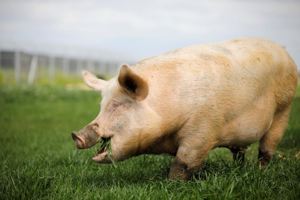 На Закарпатті Свиня втекла від фермера з автопричепу /фото REUTERS
