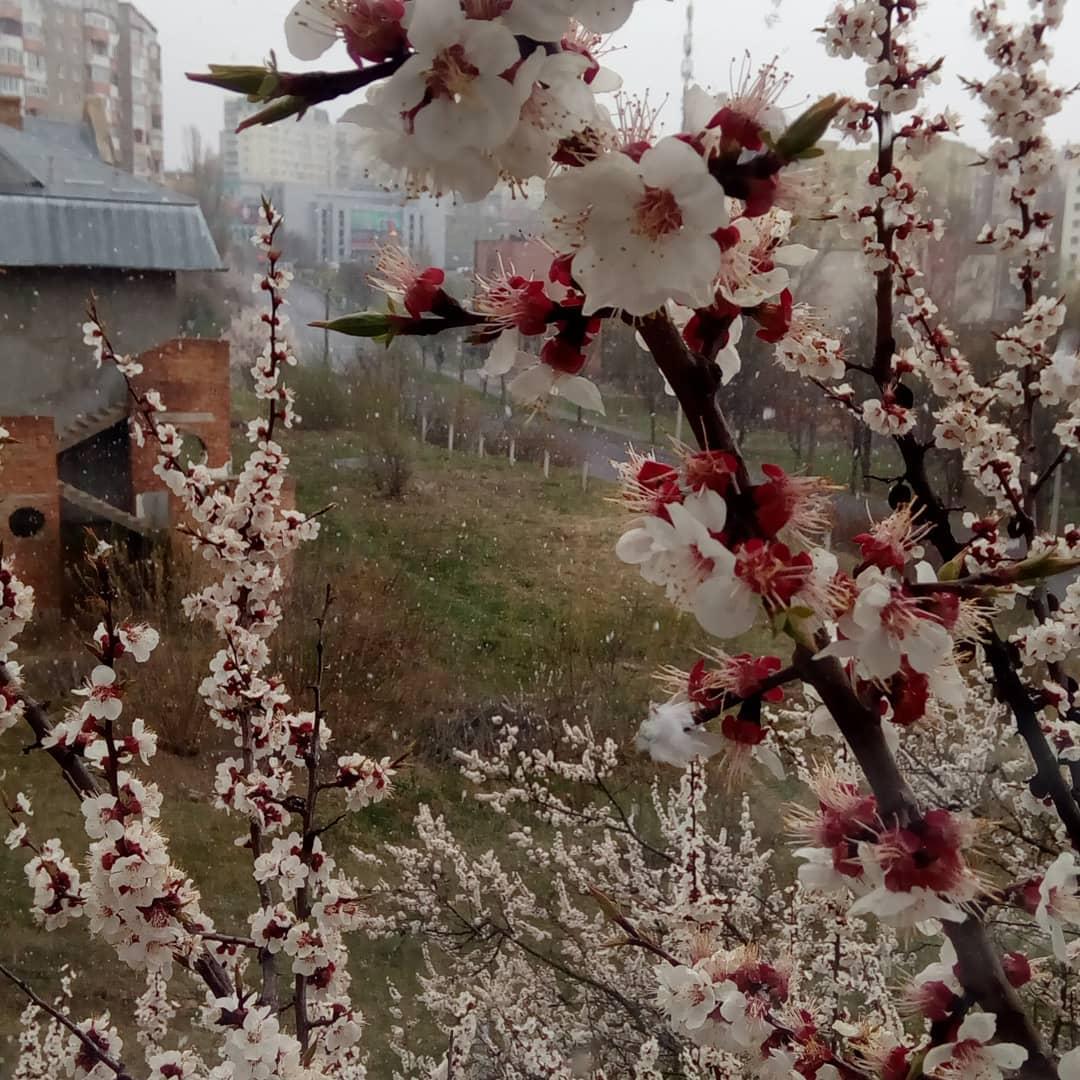 Сніг у Рівному / www.instagram.com/vitalikdavidiuk/ Сніг у Рівному / www.instagram.com/vitalikdavidiuk/