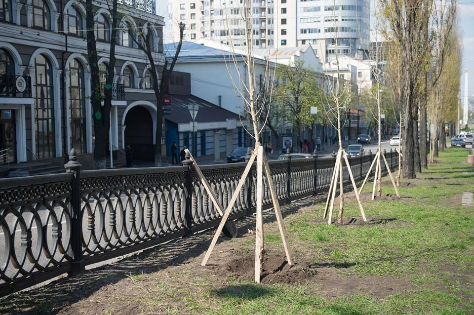 Одне дерево тополі виділяє стільки кисню, скільки його треба людині на рік / фото: прес-служба Міністерства екології та природних ресурсів Одне дерево тополі виділяє стільки кисню, скільки його треба людині на рік / фото: прес-служба Міністерства екології та природних ресурсів
