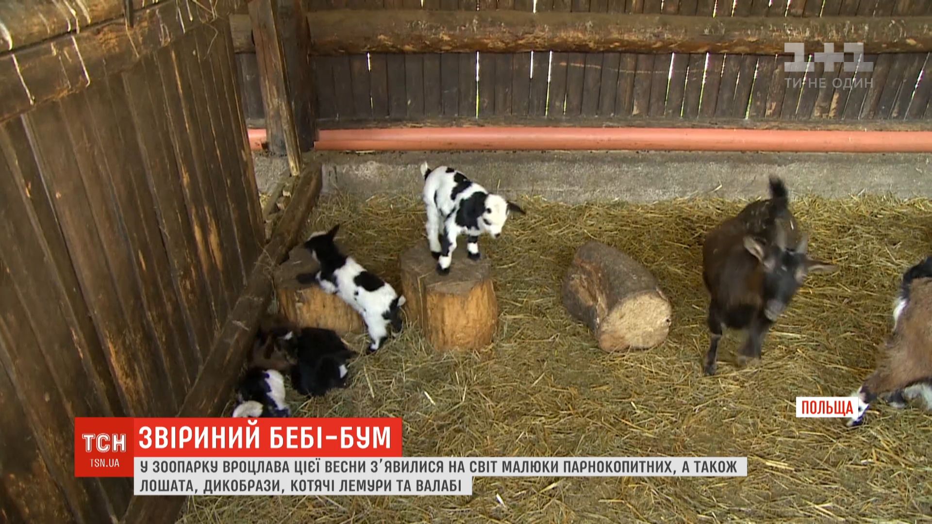 Найбільше на світ з’явилося парнокопитних малят / скріншот Найбільше на світ з’явилося парнокопитних малят / скріншот