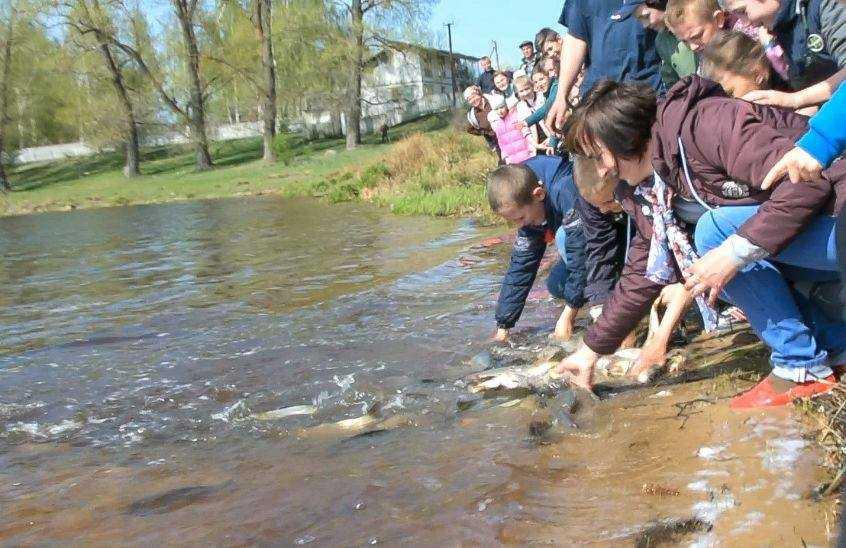 У річки Житомирщини випустили 2 тонни риби / фото прес-служба міськради Коростеня У річки Житомирщини випустили 2 тонни риби / фото прес-служба міськради Коростеня