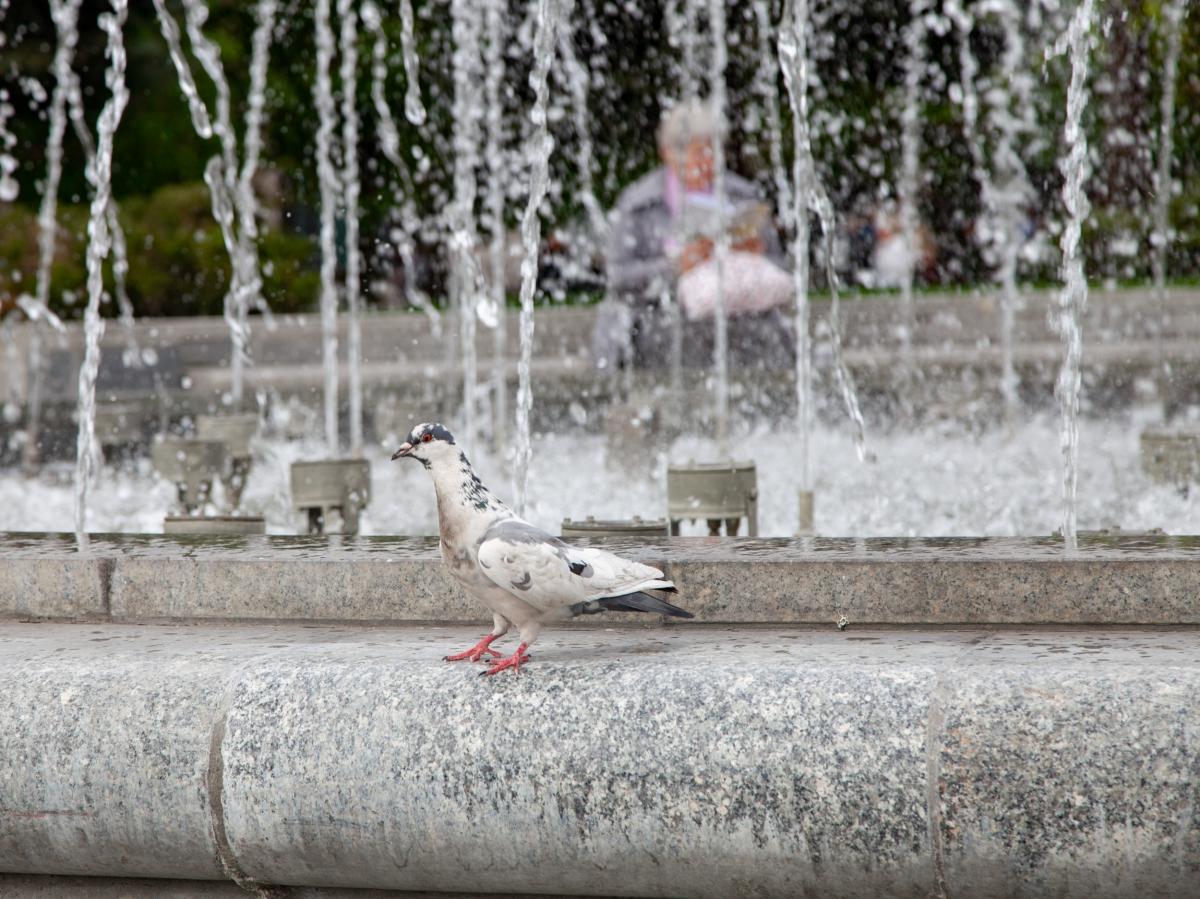 Июль 2024 в Киеве оказался рекордно жарким / фото kyivcity.gov.ua