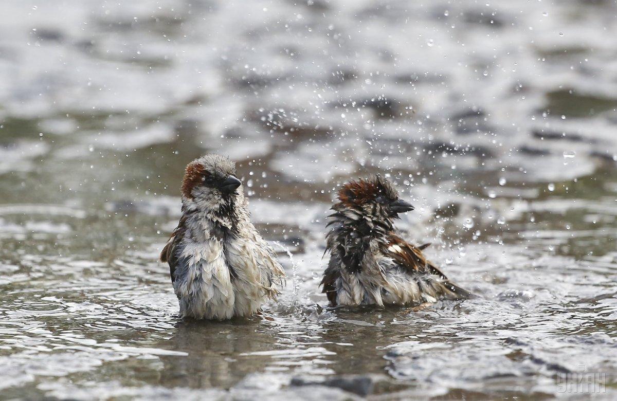 Синоптики предупредили об опасности в нескольких областях / фото УНИАН