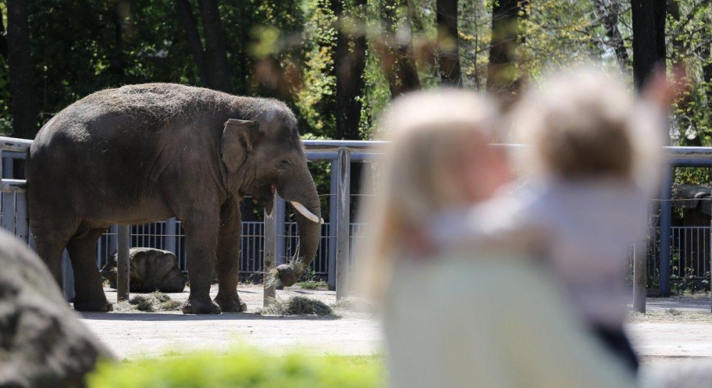 Kiyivskij Zoopark Litnij Sezon Poradi Pered Vidviduvannyam Foto Zooparku Kiyiv