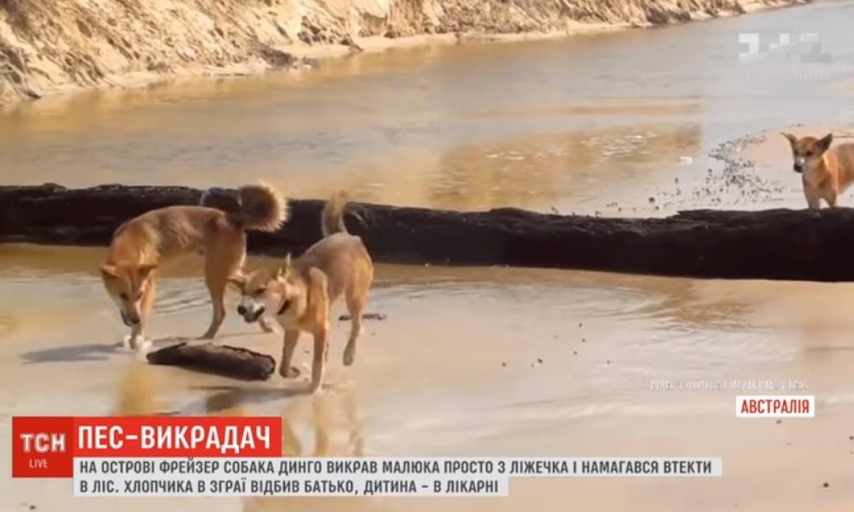 В Австралии собака динго похитила ребенка прямо из кроватки (видео) | УНИАН