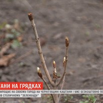 Киевлянин на собственном огороде вырастил более четырех тысяч саженцев каштанов (видео)