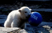 Маленькую звезду берлинского зоопарка назвали в честь местного футбольного клуба (фоторепортаж, видео)