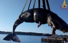 На Сардинии в желудке беременной самки кита нашли 22 килограмма пластика