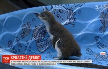 Дебют пингвиненков: сразу четырех малышей показали публике в США (видео)