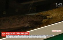 Британские пограничники спасли от рук контрабандистов крупнейшую в мире саламандру (видео)