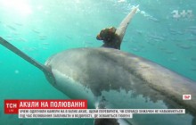 Учені показали, як акули здобувають собі їжу, одягнувши на них камери (відео)