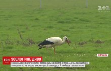 В немецком городке поселился одноногий аист (видео)