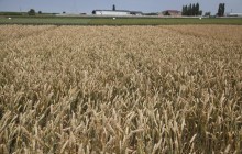 «Укрлендфармінг» Бахматюка зрошує 4500 га земель в посушливих умовах півдня України