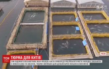 Син відомого океанографа Кусто взявся рятувати заґратованих в Росії китів (відео)