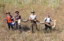 В американському заповіднику виявили п'ятиметрового пітона (фото)