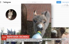 Американська тінейджерка зробила покинутого віслючка зіркою Instagram (відео)