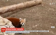 Первая в стране: в румынский зоопарк переселили малую панду (видео)