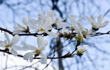 Сегодня в Киеве потеплеет до +17°