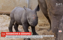 У США народилося дитинча рідкісних носорогів (відео)