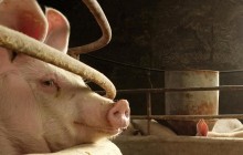 Pork exports from Ukraine plunge by 33.4% in Jan-March