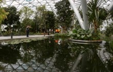 Сінгапур посадить мільйон дерев на вулицях: для чого це потрібно
