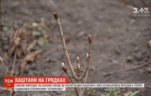 Киянин на власному городі виростив понад чотири тисячі саджанців каштанів (відео)