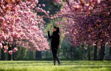 В Японии отменили фестиваль цветения и любования сакурой из-за коронавируса