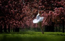 У Парижі зацвіла сакура (фоторепортаж)