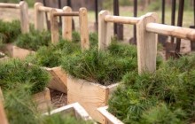 На випаленій частині лісу в Конча-Заспі висадили 10 тисяч сіянців сосни - КМДА