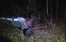 Троє українців намагались провезти в Білорусь 800 кг сала на возах з кіньми (фото)
