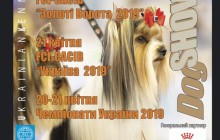 Вперше обираємо топ-собаку року!
