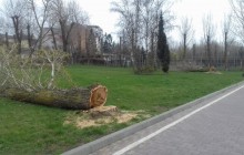 У Тернополі комунальники звернулися в поліцію щодо незаконного зрізу дерев в парку ім. Т. Шевченка (фото)