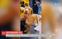 В Таиланде спасли песика, который заплыл в открытое море на 200 километров (видео)